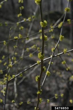 northern spicebush, Lindera benzoin  (Laurales: Lauraceae) - 5476850