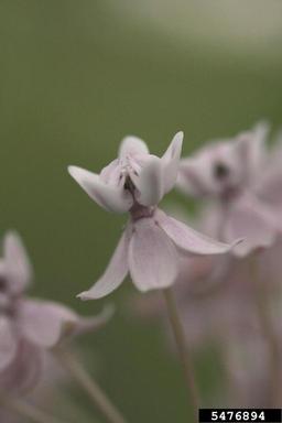 fourleaf milkweed, Asclepias quadrifolia  (Gentianales: Asclepiadaceae) - 5476894