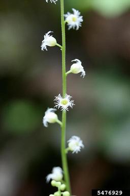 twoleaf miterwort, Mitella diphylla  (Rosales: Saxifragaceae) - 5476929