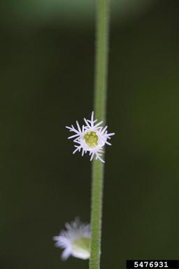 twoleaf miterwort, Mitella diphylla  (Rosales: Saxifragaceae) - 5476931