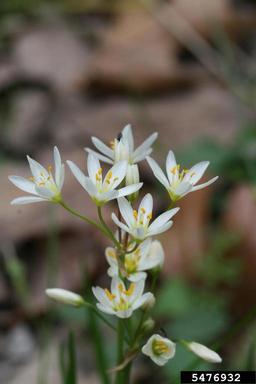 false garlic, Nothoscordum bivalve  (Liliales: Liliaceae) - 5476932