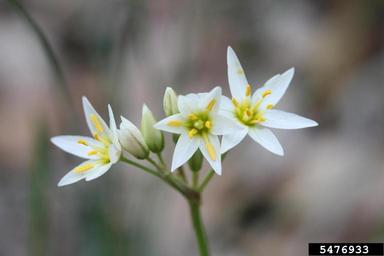 false garlic, Nothoscordum bivalve  (Liliales: Liliaceae) - 5476933