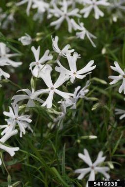 cleft phlox, Phlox bifida  (Solanales: Polemoniaceae) - 5476938
