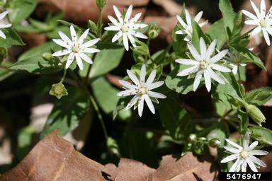 star chickweed, Stellaria pubera  (Caryophyllales: Caryophyllaceae) - 5476947