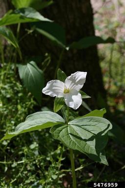 white trillium, Trillium grandiflorum  (Liliales: Liliaceae) - 5476959