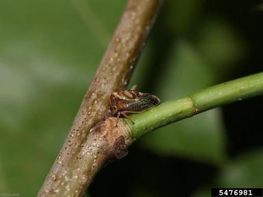 treehopper (Smilia camelus ) on northern red oak (Quercus rubra ) - 5476981