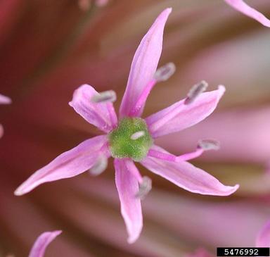 onions, Allium spp.  (Liliales: Liliaceae) - 5476992