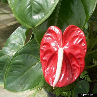 flamingo flower, Anthurium andraeanum cultivar (Arales: Araceae) - 5477012