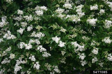 privet, Ligustrum spp.  (Scrophulariales: Oleaceae) - 5477085