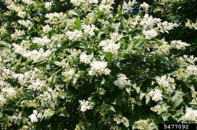 privet, Ligustrum spp.  (Scrophulariales: Oleaceae) - 5477092