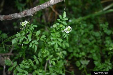 watercresses and yellowcresses, Nasturtium spp.  (Capparales: Brassicaceae) - 5477570