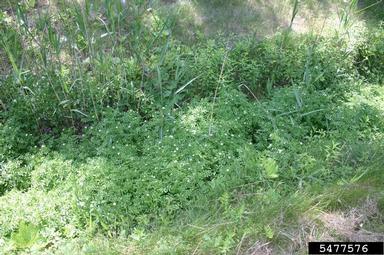 watercresses and yellowcresses, Nasturtium spp.  (Capparales: Brassicaceae) - 5477576