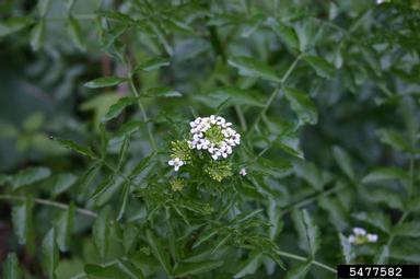 watercresses and yellowcresses, Nasturtium spp.  (Capparales: Brassicaceae) - 5477582