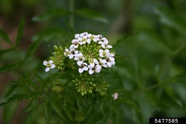 watercresses and yellowcresses, Nasturtium spp.  (Capparales: Brassicaceae) - 5477585