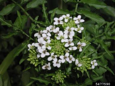 watercresses and yellowcresses, Nasturtium spp.  (Capparales: Brassicaceae) - 5477590