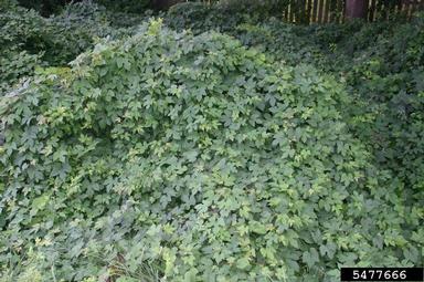Amur peppervine, Ampelopsis brevipedunculata  (Rhamnales: Vitaceae) - 5477666