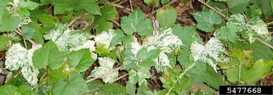 Amur peppervine, Ampelopsis brevipedunculata  (Rhamnales: Vitaceae) - 5477668