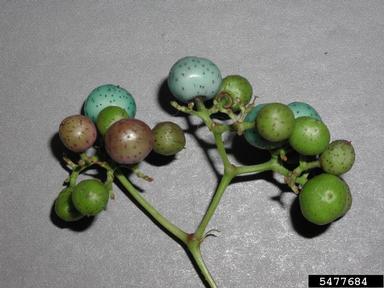 Amur peppervine, Ampelopsis brevipedunculata  (Rhamnales: Vitaceae) - 5477684