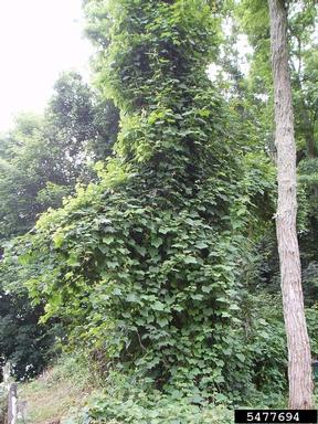 Amur peppervine, Ampelopsis brevipedunculata  (Rhamnales: Vitaceae) - 5477694