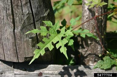 Amur peppervine, Ampelopsis brevipedunculata  (Rhamnales: Vitaceae) - 5477704