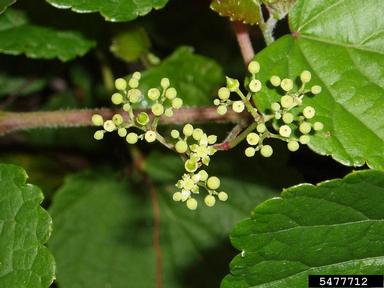 Amur peppervine, Ampelopsis brevipedunculata  (Rhamnales: Vitaceae) - 5477712