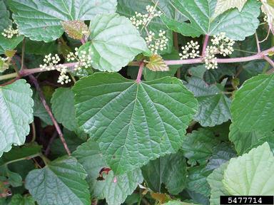 Amur peppervine, Ampelopsis brevipedunculata  (Rhamnales: Vitaceae) - 5477714