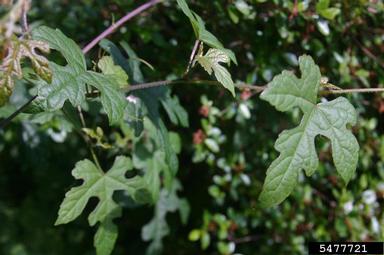 Amur peppervine, Ampelopsis brevipedunculata  (Rhamnales: Vitaceae) - 5477721