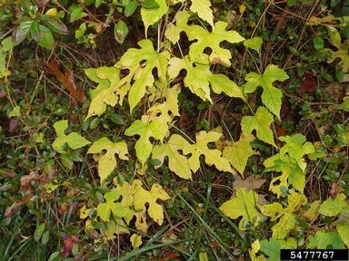 Amur peppervine, Ampelopsis brevipedunculata  (Rhamnales: Vitaceae) - 5477767