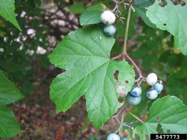Amur peppervine, Ampelopsis brevipedunculata  (Rhamnales: Vitaceae) - 5477773
