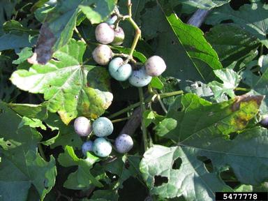 Amur peppervine, Ampelopsis brevipedunculata  (Rhamnales: Vitaceae) - 5477778