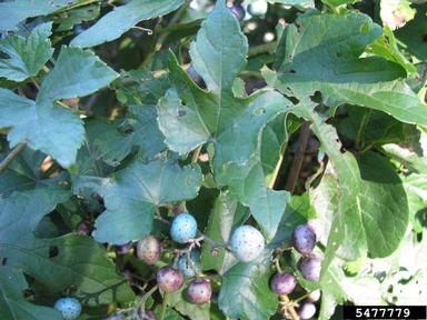 Amur peppervine, Ampelopsis brevipedunculata  (Rhamnales: Vitaceae) - 5477779