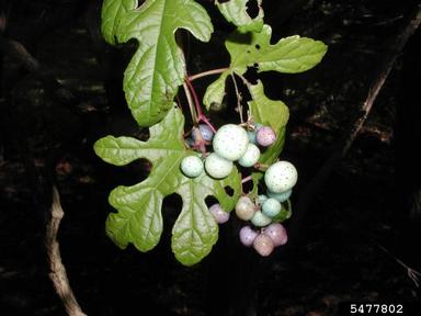 Amur peppervine, Ampelopsis brevipedunculata  (Rhamnales: Vitaceae) - 5477802