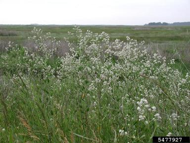 perennial pepperweed, Lepidium latifolium  (Capparales: Brassicaceae) - 5477927