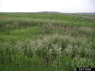 perennial pepperweed, Lepidium latifolium  (Capparales: Brassicaceae) - 5477928