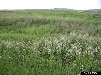 perennial pepperweed, Lepidium latifolium  (Capparales: Brassicaceae) - 5477930