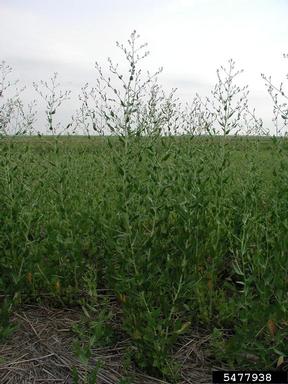 perennial pepperweed, Lepidium latifolium  (Capparales: Brassicaceae) - 5477938