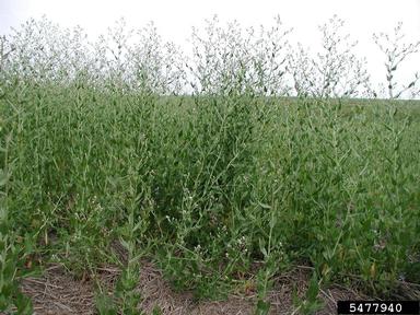 perennial pepperweed, Lepidium latifolium  (Capparales: Brassicaceae) - 5477940