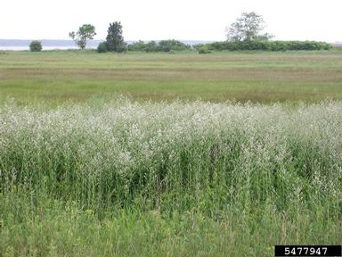 perennial pepperweed, Lepidium latifolium  (Capparales: Brassicaceae) - 5477947