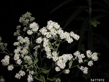 perennial pepperweed, Lepidium latifolium  (Capparales: Brassicaceae) - 5477972
