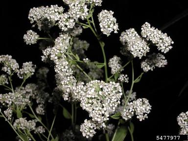 perennial pepperweed, Lepidium latifolium  (Capparales: Brassicaceae) - 5477977