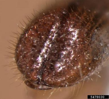 bark beetle, Dryoxylon onoharaensis  (Coleoptera: Curculionidae) - 5478030
