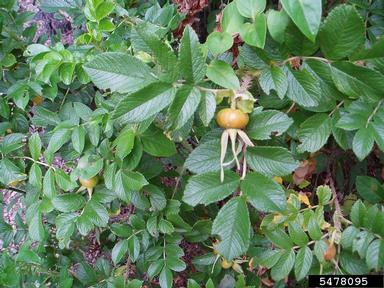 Seaside rose, Rosa rugosa  (Rosales: Rosaceae) - 5478095