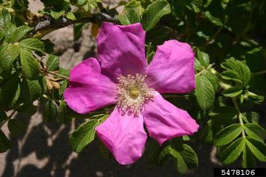 Seaside rose, Rosa rugosa  (Rosales: Rosaceae) - 5478106