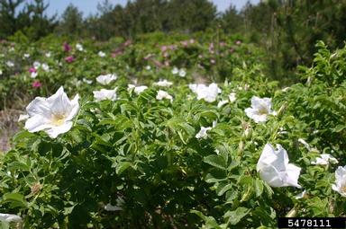 Seaside rose, Rosa rugosa  (Rosales: Rosaceae) - 5478111