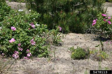 Seaside rose, Rosa rugosa  (Rosales: Rosaceae) - 5478113