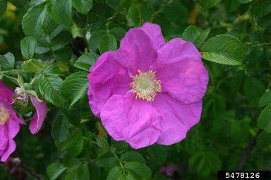 Seaside rose, Rosa rugosa  (Rosales: Rosaceae) - 5478126