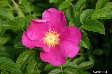 Seaside rose, Rosa rugosa  (Rosales: Rosaceae) - 5478134