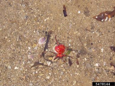 Seaside rose, Rosa rugosa  (Rosales: Rosaceae) - 5478144
