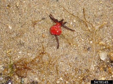 Seaside rose, Rosa rugosa  (Rosales: Rosaceae) - 5478145