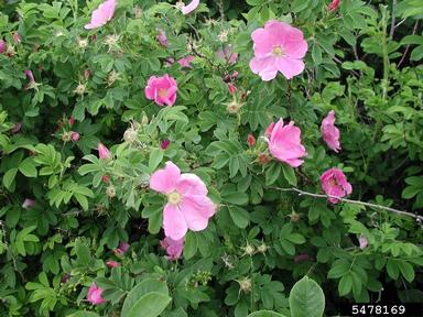 Seaside rose, Rosa rugosa  (Rosales: Rosaceae) - 5478169